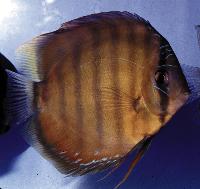 Symphysodon aequifasciatus axelrodi "brown"