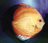 Symphysodon sp. "red-marlboro red"