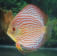 Symphysodon sp. "red turquoise"