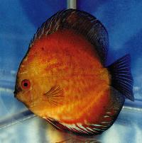 Symphysodon sp. "red-marlboro red"