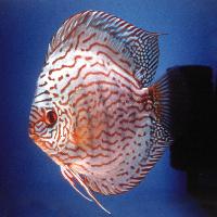Symphysodon sp. "red turquoise-cobalt red turquoise"