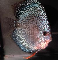 Symphysodon sp. "snakeskin"