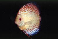 Symphysodon sp. "pigeon blood-striped pigeon blood"