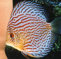 Symphysodon sp. "övriga-red diamond"