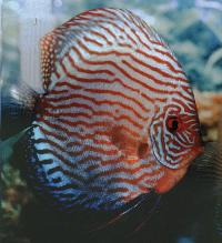 Symphysodon sp. "red turquoise"
