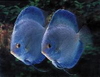 Symphysodon sp. "solid turquoise-angel's diamond"