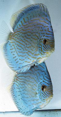 Symphysodon sp. "striped turquoise-striped blue turquoise"