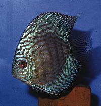 Symphysodon sp. "striped turquoise-striped red turquoise"