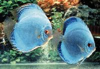 Symphysodon sp. "solid turquoise-blue diamond"