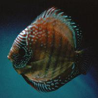 Symphysodon sp. "övriga-red"