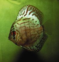 Symphysodon sp. "striped turquoise-Wattley"