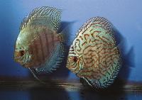 Symphysodon sp. "red turquoise-cobalt red turquoise"