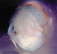 Symphysodon sp. "snakeskin"