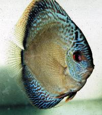 Symphysodon sp. "snakeskin"