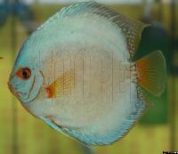 Symphysodon sp. "solid turquoise"