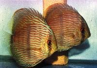 Symphysodon discus "heckel"