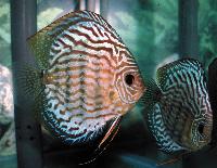 Symphysodon sp. "red turquoise"
