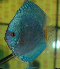 Symphysodon sp. "solid turquoise"