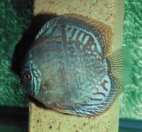 Symphysodon sp. "övriga-striped blue"