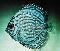Symphysodon sp. "striped turquoise-striped blue" yngel