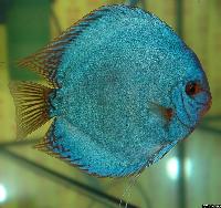 Symphysodon sp. "solid turquoise"