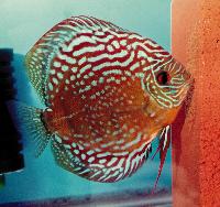 Symphysodon sp. "red turquoise"