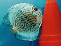 Symphysodon sp. "striped turquoise-blue striated"