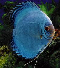 Symphysodon sp. "solid turquoise-solid blue (violet reflection)"