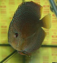 Symphysodon sp. "red spotted"