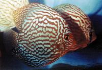 Symphysodon sp. "red turquoise-cobalt red turquoise"