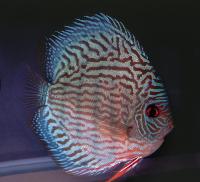 Symphysodon sp. "striped turquoise-red striated"