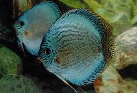 Symphysodon sp. "striped turquoise-blue"