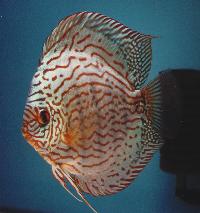 Symphysodon sp. "red turquoise-cobalt red turquoise"
