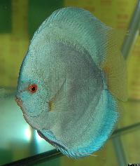 Symphysodon sp. "solid turquoise" - Championatvinnare 2004.
