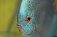 Symphysodon sp. "solid turquoise" - Championatvinnare 2004.