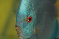 Symphysodon sp. "solid turquoise" - Championatvinnare 2004.
