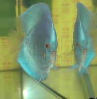 Symphysodon sp. "solid turquoise" - Championatvinnare 2004.