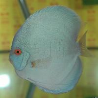 Symphysodon sp. "solid turquoise"