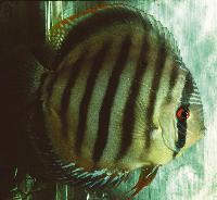 Symphysodon aequifasciatus axelrodi "brown"