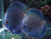 Symphysodon sp. "solid turquoise-angel's diamond"