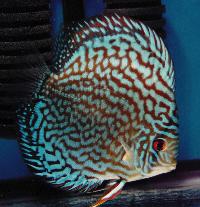 Symphysodon sp. "red turquoise-cobalt red turquoise"