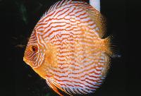 Symphysodon sp. "övriga-red diamond"