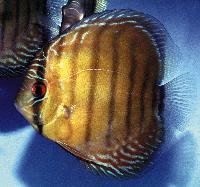 Symphysodon aequifasciatus axelrodi "brown"