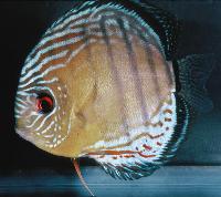 Symphysodon aequifasciatus aequifasciatus "tefe green"