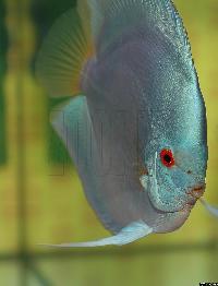Symphysodon sp. "solid turquoise"