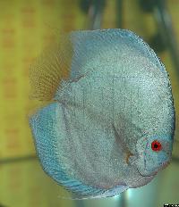 Symphysodon sp. "solid turquoise"