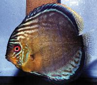 Symphysodon aequifasciatus aequifasciatus "green"