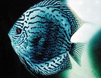 Symphysodon sp. "striped turquoise-blue striated turquoise"