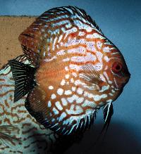 Symphysodon sp. "pigeon blood-panda"  (Wattley)