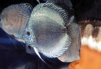 Symphysodon sp. "solid turquoise-cobalt blue"